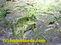 /home//u458753944/public_html/sourcegallery/////////////////////////Frogs/More bullfrogs/P8170141.JPG